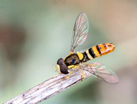 Flower fly - Sphaerophoria sulphuripes