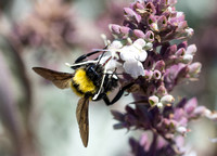 Sonoran bumble bee - Bombus sonorus