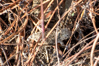 Blainville's Horned Lizard - Phrynosoma blainvillii