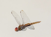 Spot-winged Glider - Pantala hymenaea
