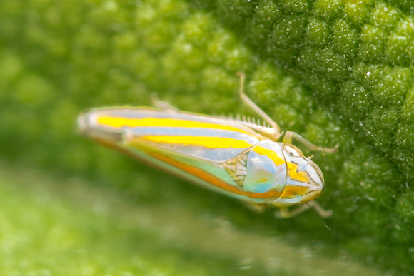 Versute leafhopper - Graphocephala versuta