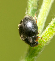 Dusky lady beetle - Scymnus sp.