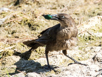 Great-tailed Grackle - Quiscalus mexicanus eating Fig-eater beetle - Cotinis mutabilis