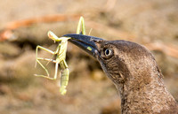 Great-tailed Grackle - Quiscalus mexicanus eating Mantid - Stagmomantis sp