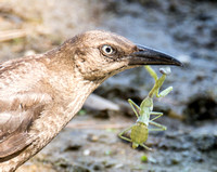 Great-tailed Grackle - Quiscalus mexicanus eating Mantid - Stagmomantis sp