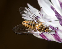 Bee fly - Neacreotrichus sp.