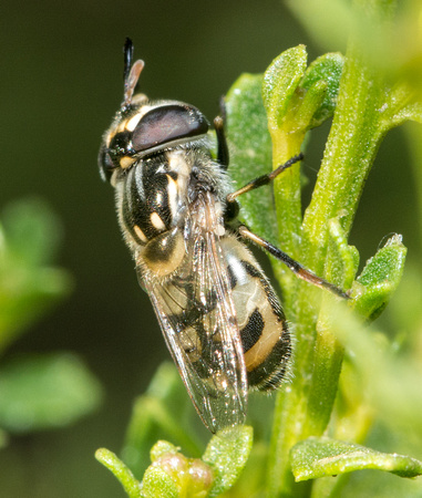 Flower fly - Copestylum marginatum