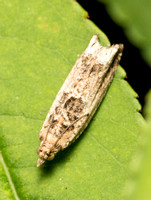 Cotton tipworm moth - Crocidosema plebejana