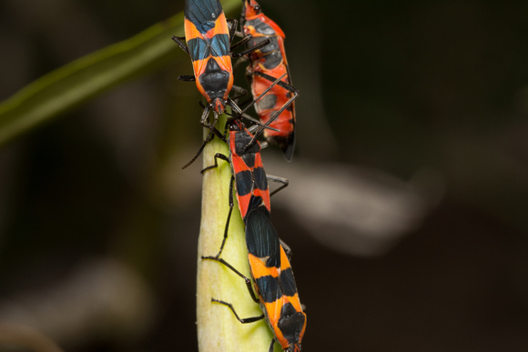Large milkweed bug -Oncopeltus fasciatus