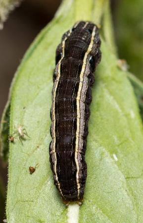 Yellow-striped armyworm - Spodoptera ornithogalli