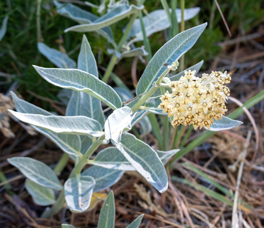 Woollypod milkweed - Asclepias eriocarpa