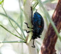 Bordered plant bug - Largus (californicuscinctus)