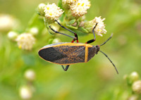 Bordered plant bug - Largus (californicuscinctus)