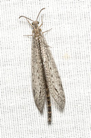 Antlion - Brachynemurus  sp