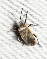 Bordered plant bug - Largus (californicus/cinctus)