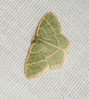 Emerald moth - Chlorochlamys appellaria