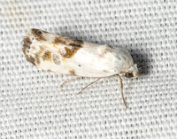 Olive-shaded bird-dropping moth - Ponometia candefacta