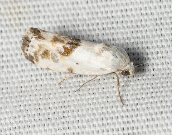 Olive-shaded bird-dropping moth - Ponometia candefacta