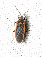 Seed bug - Melacoryphus lateralis
