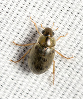 Water scavenger beetle  - Berosus sp