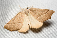 Geometer moth - Pherne sp