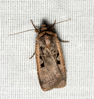 Noctuid moth - Parabagrotis exsertistigma