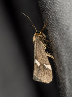 Lichen moth - Cisthene liberomacula