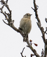 Lucy's Warbler - Oreothlypis luciae