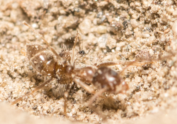 Antlion  - Myrmeleon sp.  grasping the waist of the ant