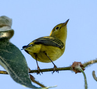 Yellow Warbler - Setophaga petechia