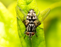Tachinid fly - Nemorilla pyste