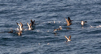 Black-vented Shearwater - Puffinus opisthomelas, Heerman's Gull - Larus heermanni, Pink-footed Shearwater - Ardenna creatopus
