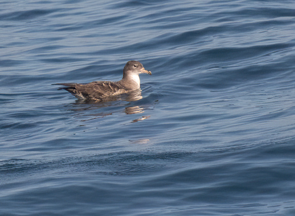 Pink-footed Shearwater - Ardenna creatopus