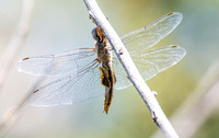 Spot-winged Glider - Pantala hymenaea
