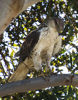 Ferruginous Hawk - Buteo regalis (juvenile)