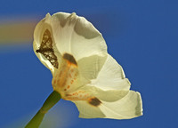Swan plant flower moth - Chabulina onychinalis