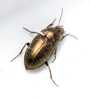 Common Sun Beetle - Amara aenea