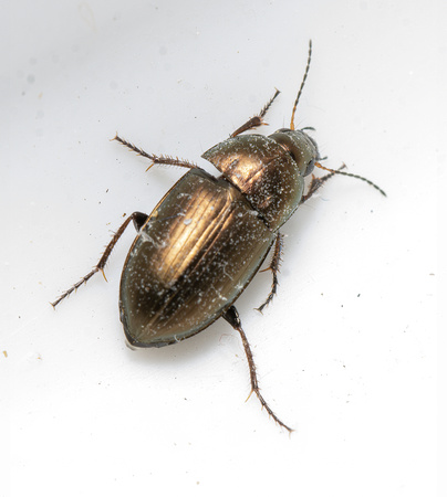 Common Sun Beetle - Amara aenea
