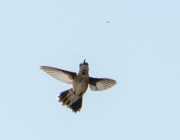 Black-chinned Hummingbird- Archilochus alexandri chasing flies