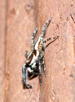 Gray wall jumper - Menemerus bivittatus