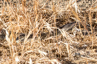 Southern Pacific Rattlesnake - Crotalus oreganus helleri