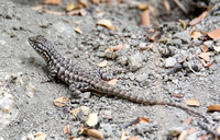 Southern Sagebrush Lizard - Sceloporus vandenburgianus