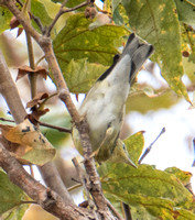 Blackpoll Warbler - Setophaga striata
