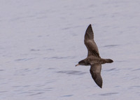 Pink-footed Shearwater - Ardenna creatopus