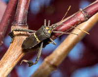 Leaf-footed bug - Leptoglossus zonatus