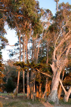 Evening sun shining on the Eucalyptus
