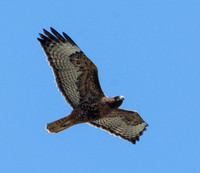 Red-tailed Hawk - Buteo jamaicensis