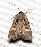 Noctuid moth - Adelphagrotis indeterminata
