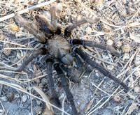 California Ebony Tarantula - Aphonopelma eutylenum