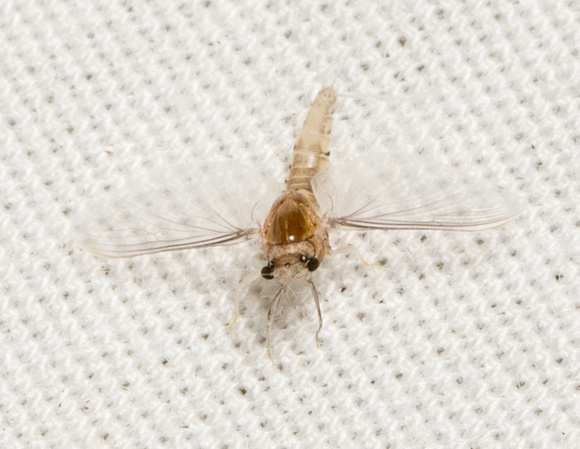 Small squaregilled mayfly - Caenis sp